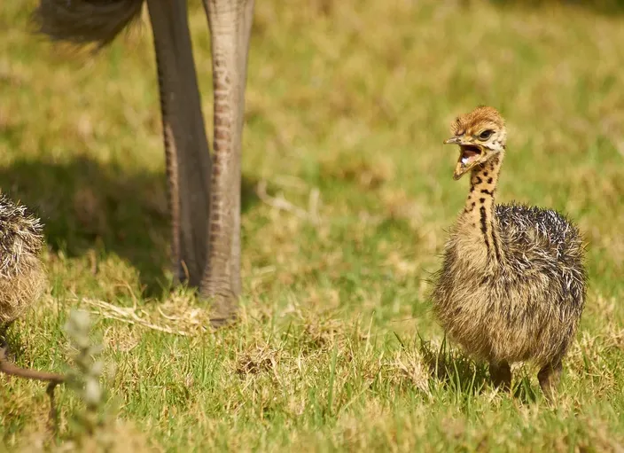 Andrea Fogli, Il pulcino (The chick), dal "Diario dei 59 grani di polvere", 2018